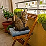cat, tabby, chair, cushion, balcony, plant, potted_plant, greenery, sunlight, wooden_chair, tile_floor, netting, outdoor, window, railing, pet, feline, relaxed, daylight, decor