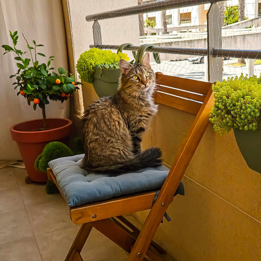 Kaya a rejoint le concours — aidez-le/la à gagner de superbes lots ! cat, tabby, chair, cushion, balcony, plant, potted_plant, greenery, sunlight, wooden_chair, tile_floor, netting, outdoor, window, railing, pet, feline, relaxed, daylight, decor