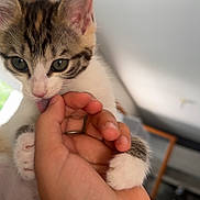 Arya participe au concours pour gagner de l'argent avec cette photo : kitten, cat, paw, hand, licking, indoor, close_up, cute, pet, animal, feline, young_cat, affection, soft_light, domestic, whiskers, ears, curious, person, human_hand