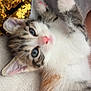 Arya participe au concours pour gagner de l'argent avec cette photo : kitten, cat, blue_eyes, fur, paw, pink_nose, sequin, gold, soft_texture, close_up, pet, animal, cute, relaxed, indoor, lying_down, whiskers, striped_fur, young, domestic_cat