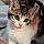 Arya
