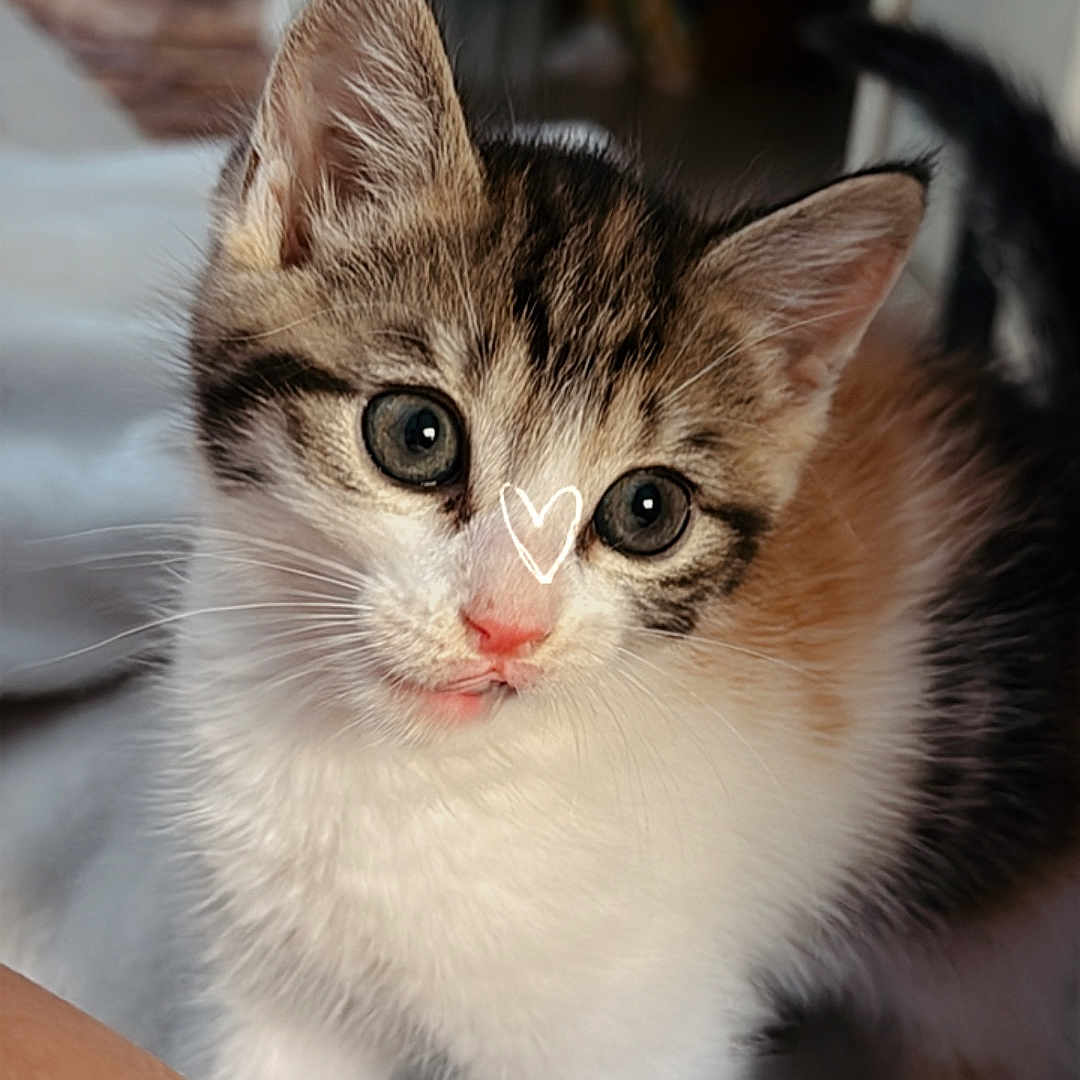Arya participe au concours pour gagner de l'argent avec cette photo : adorable, animal, cat, closeup, curious, cute, eyes, feline, fur, indoor, kitten, mammal, nose, paw, pet, portrait, small, soft, whiskers, young
