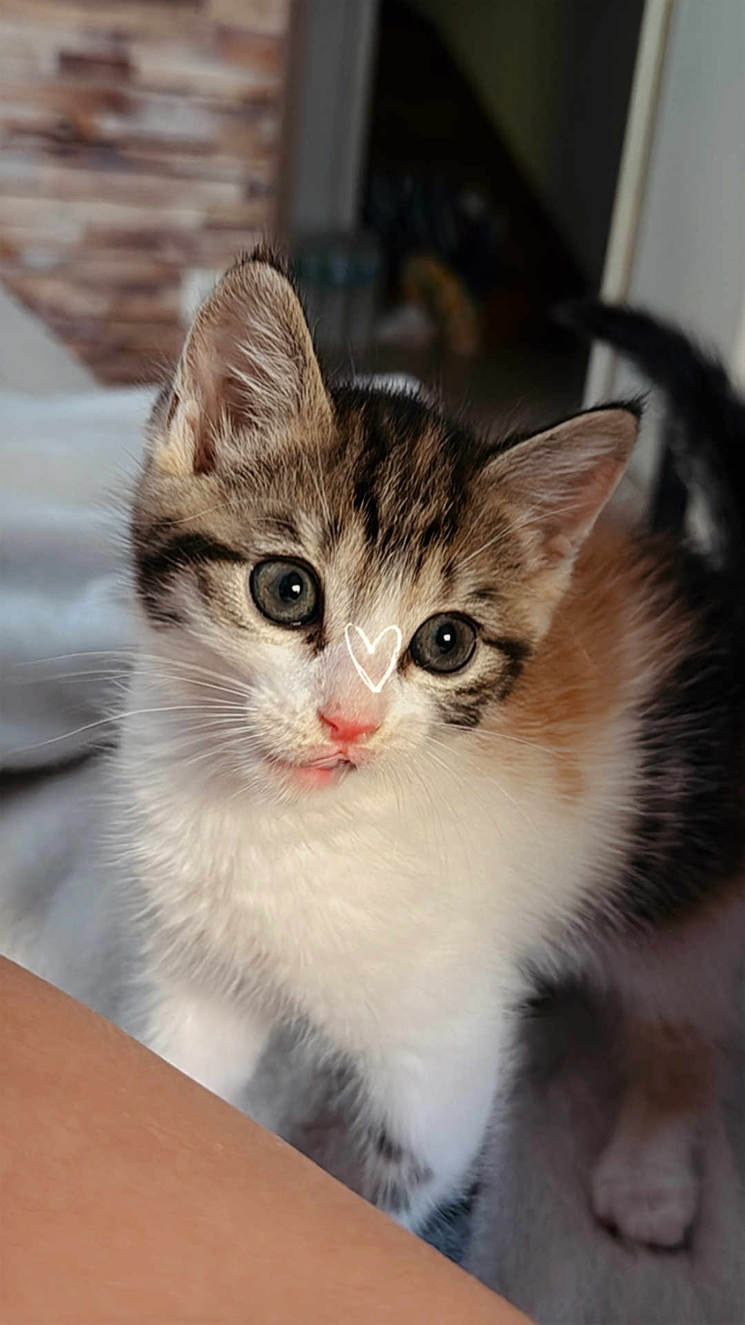 Arya participe au concours pour gagner de l'argent avec cette photo : kitten, cat, cute, fur, whiskers, animal, pet, indoor, curious, young, small, closeup, portrait, eyes, nose, paw, soft, feline, adorable, mammal