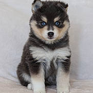 Shumy participe au concours pour gagner de l'argent avec cette photo : puppy, dog, blue_eyes, fluffy, sitting, cute, pet, young, adorable, fur, animal, canine, portrait, indoor, soft, beige, small, front_view, looking, innocent