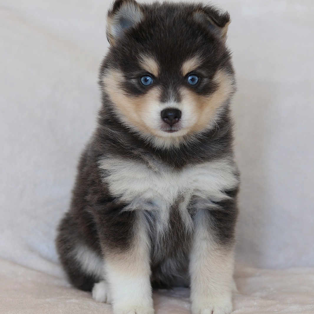 Shumy participe au concours pour gagner de l'argent avec cette photo : adorable, animal, beige, blue_eyes, canine, cute, dog, fluffy, front_view, fur, indoor, innocent, looking, pet, portrait, puppy, sitting, small, soft, young