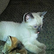 Marshmallow joined the competition — help win amazing prizes!