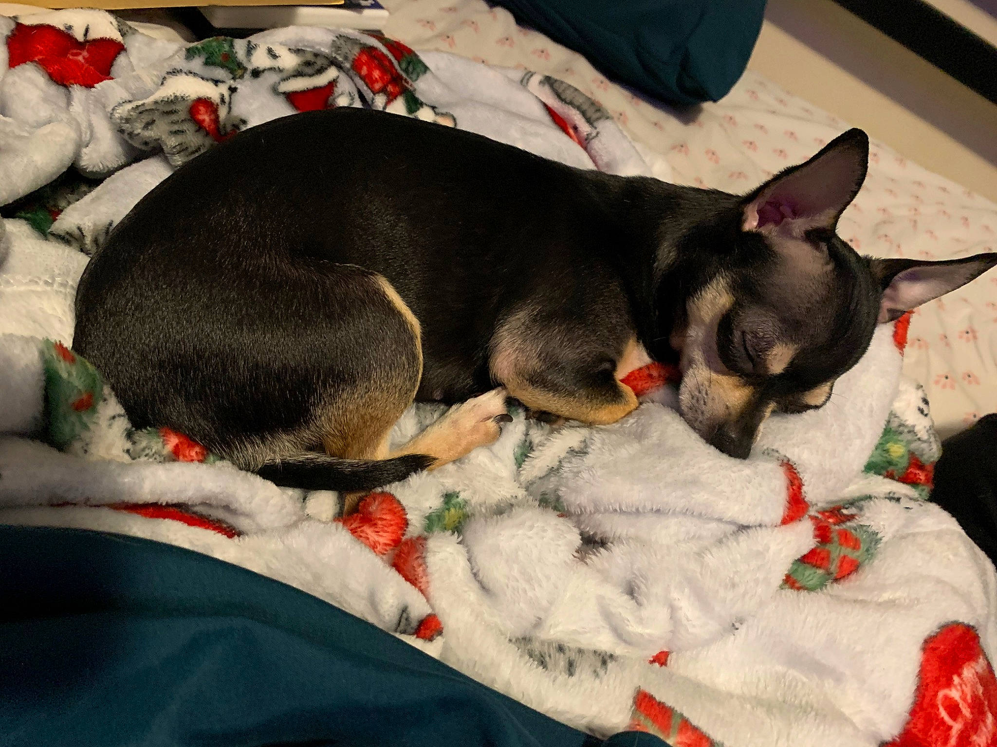 Cookie is registered to the contest to win money with this photo: carmine, carnivore, collar, comfort, companion_dog, dog, dog_breed, dog_supply, ear, fawn, felidae, fur, grey, guard_dog, paw, russkiy_toy, small_to_medium_sized_cats, toy_dog, whiskers, working_animal