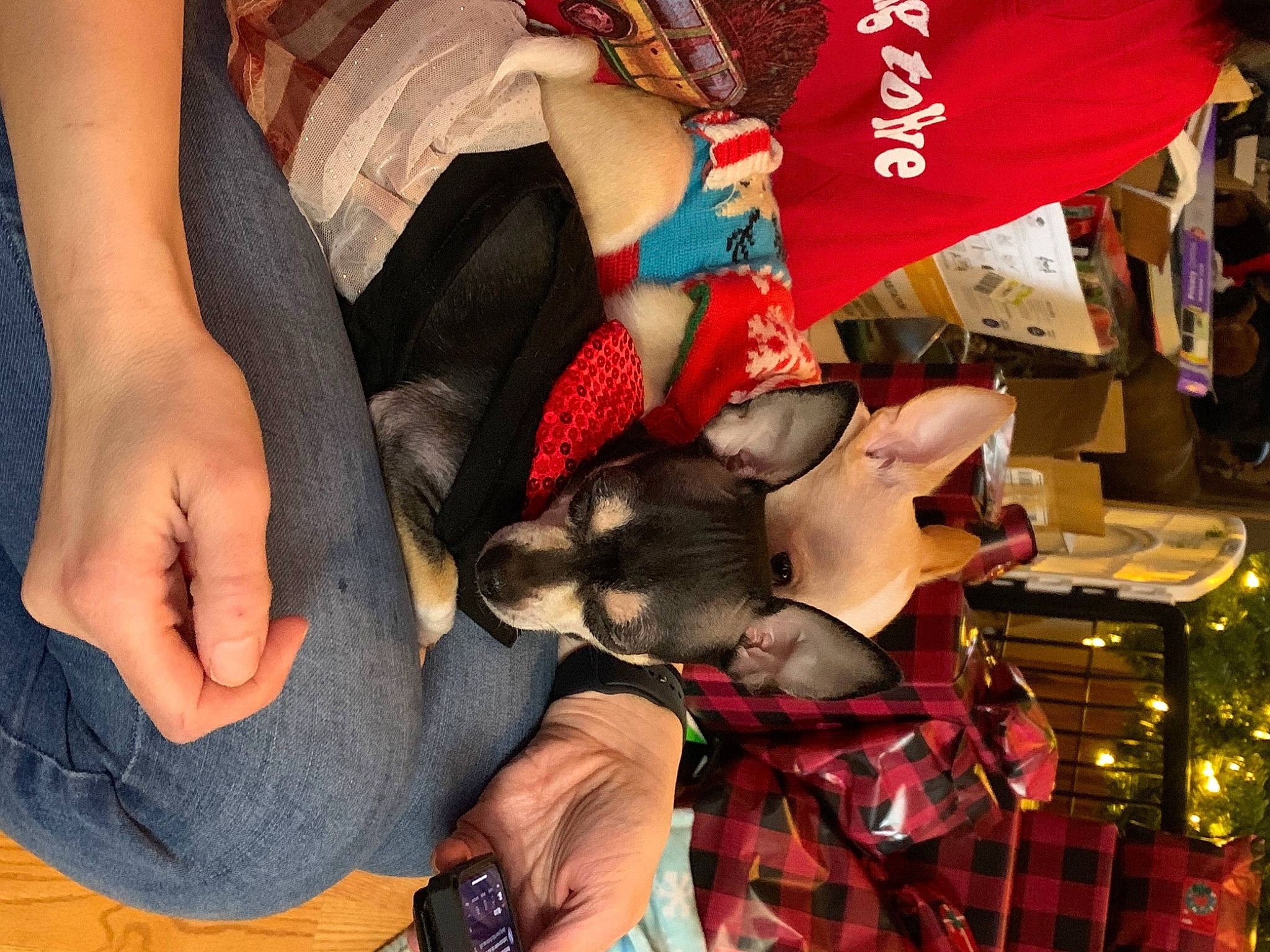 Cookie is registered to the contest to win money with this photo: arm, child, crowd, dress, event, eyewear, fashion_accessory, fun, hand, human_body, human_leg, knee, nail, pattern, plaid, tartan, thigh, tradition, tree, wrist