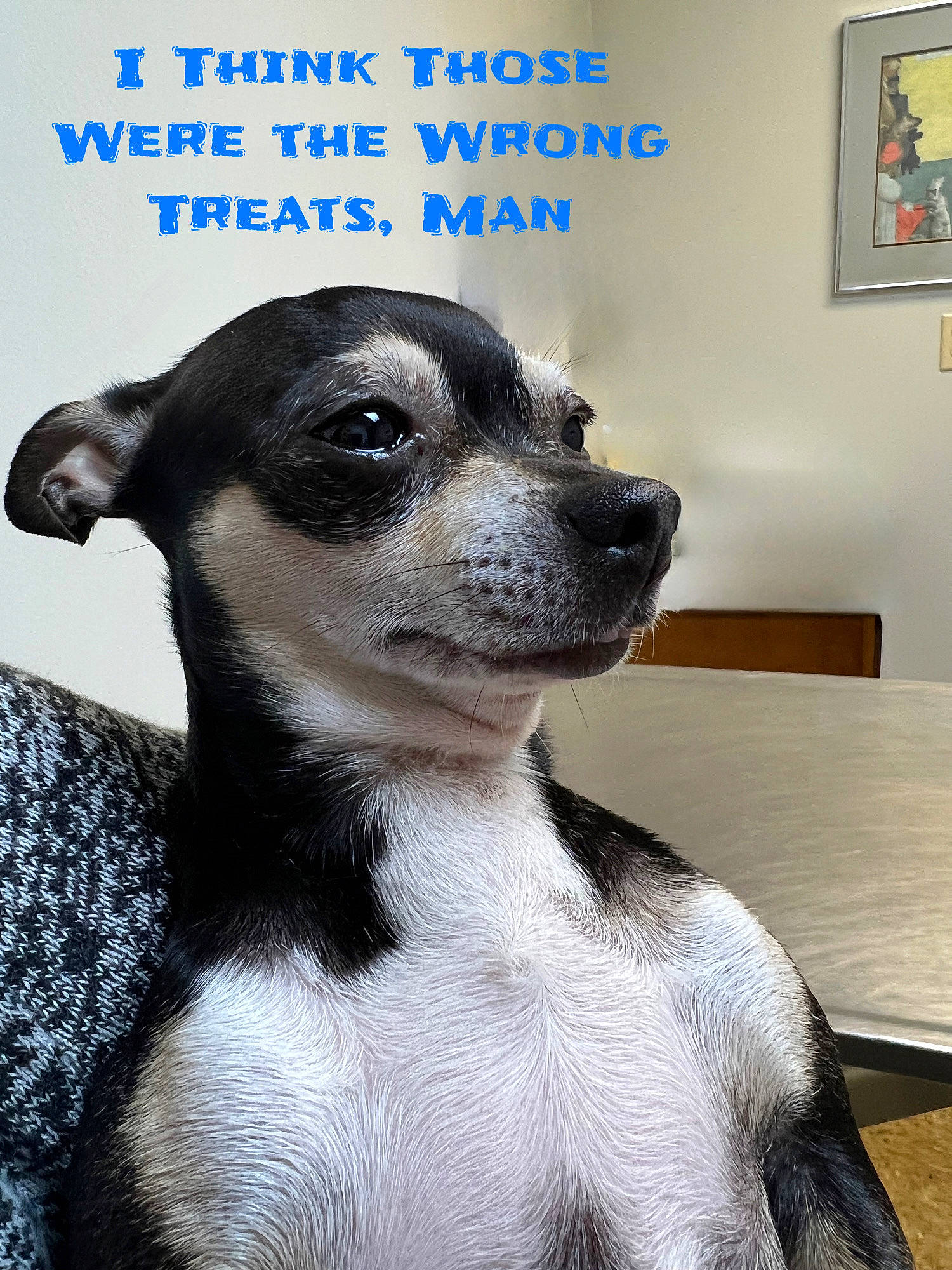 Cookie joined the competition — help win amazing prizes! canidae, carnivore, comfort, companion_dog, dog, dog_breed, fawn, font, fur, grey, paw, photo_caption, picture_frame, snout, sporting_group, table, terrestrial_animal, toy_dog, whiskers, working_animal