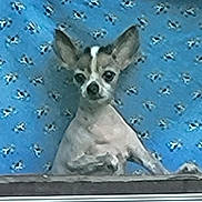 Elmo joined the competition — help win amazing prizes! dog, small_dog, window, curtain, blue_background, pet, animal, ears, face, indoor, looking_out, cute, companion, mammal, furry, domestic_animal, alert, watchful, window_sill, close_up