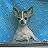 dog, small_dog, window, curtain, blue_background, pet, animal, ears, face, indoor, looking_out, cute, companion, mammal, furry, domestic_animal, alert, watchful, window_sill, close_up