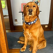 Grace is registered to the contest to win money with this photo: golden_retriever, dog, pet, collar, indoor, carpet, wooden_floor, table, picture_frame, fur, canine, animal, sitting, domestic, portrait, brown, face, whiskers, ears, house