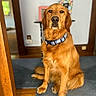 golden_retriever, dog, pet, collar, indoor, carpet, wooden_floor, table, picture_frame, fur, canine, animal, sitting, domestic, portrait, brown, face, whiskers, ears, house