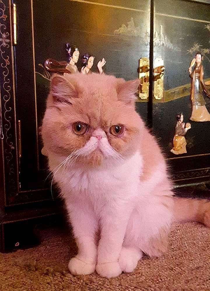 Goldie Locks joined the competition — help win amazing prizes! carnivore, cat, claw, domestic_short_haired_cat, fawn, felidae, fur, iris, paw, persian, plant, sitting, small_to_medium_sized_cats, snout, tail, whiskers, window, wood