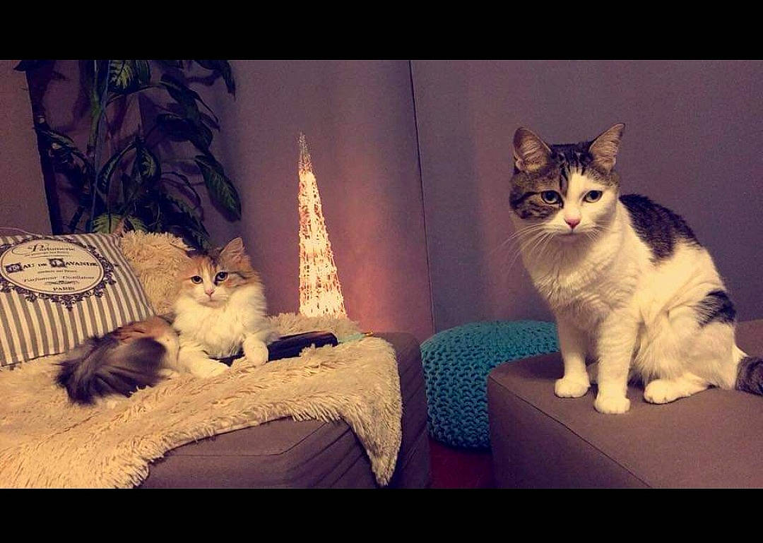 Princesse Et Duchesse a rejoint le concours — aidez-le/la à gagner de superbes lots ! art, carnivore, cat, cloud, comfort, couch, felidae, fur, grey, lamp, lap, paw, rectangle, sitting, sky, small_to_medium_sized_cats, table, tail, whiskers, white