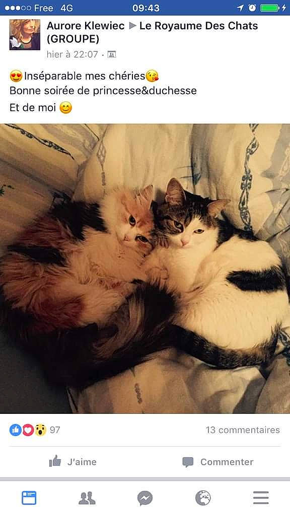Princesse Et Duchesse participe au concours pour gagner de l'argent avec cette photo : art, carnivore, cat, comfort, domestic_short_haired_cat, felidae, font, fur, happy, internet_meme, organism, paw, photo_caption, screenshot, small_to_medium_sized_cats, snout, tail, terrestrial_animal, whiskers, wildlife