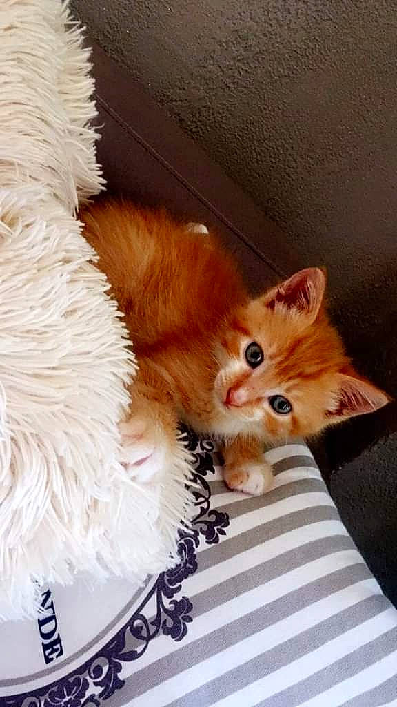 Mr Tigrou participe au concours pour gagner de l'argent avec cette photo : bed, box, cardboard, carnivore, cat, claw, comfort, domestic_short_haired_cat, fawn, felidae, fur, paw, peach, sitting, small_to_medium_sized_cats, snout, tail, toy, whiskers, wood