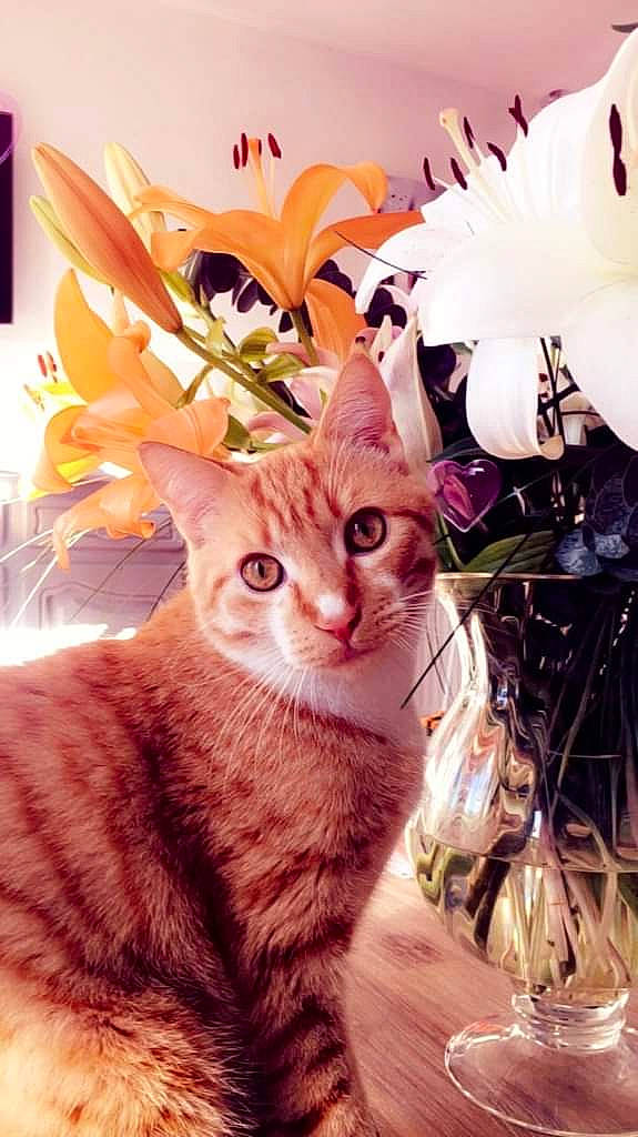 Mr Tigrou participe au concours pour gagner de l'argent avec cette photo : art, carnivore, cat, domestic_short_haired_cat, event, fawn, felidae, floral_design, fur, grass, houseplant, light, ornament, peach, petal, small_to_medium_sized_cats, snout, tail, vertebrate, whiskers
