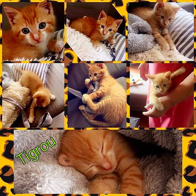 Mr Tigrou a rejoint le concours — aidez-le/la à gagner de superbes lots ! art, carnivore, cat, collage, companion_dog, fawn, felidae, fur, mammal, organism, photo_caption, photograph, small_to_medium_sized_cats, snapshot, snout, textile, toy, vertebrate, whiskers, yellow