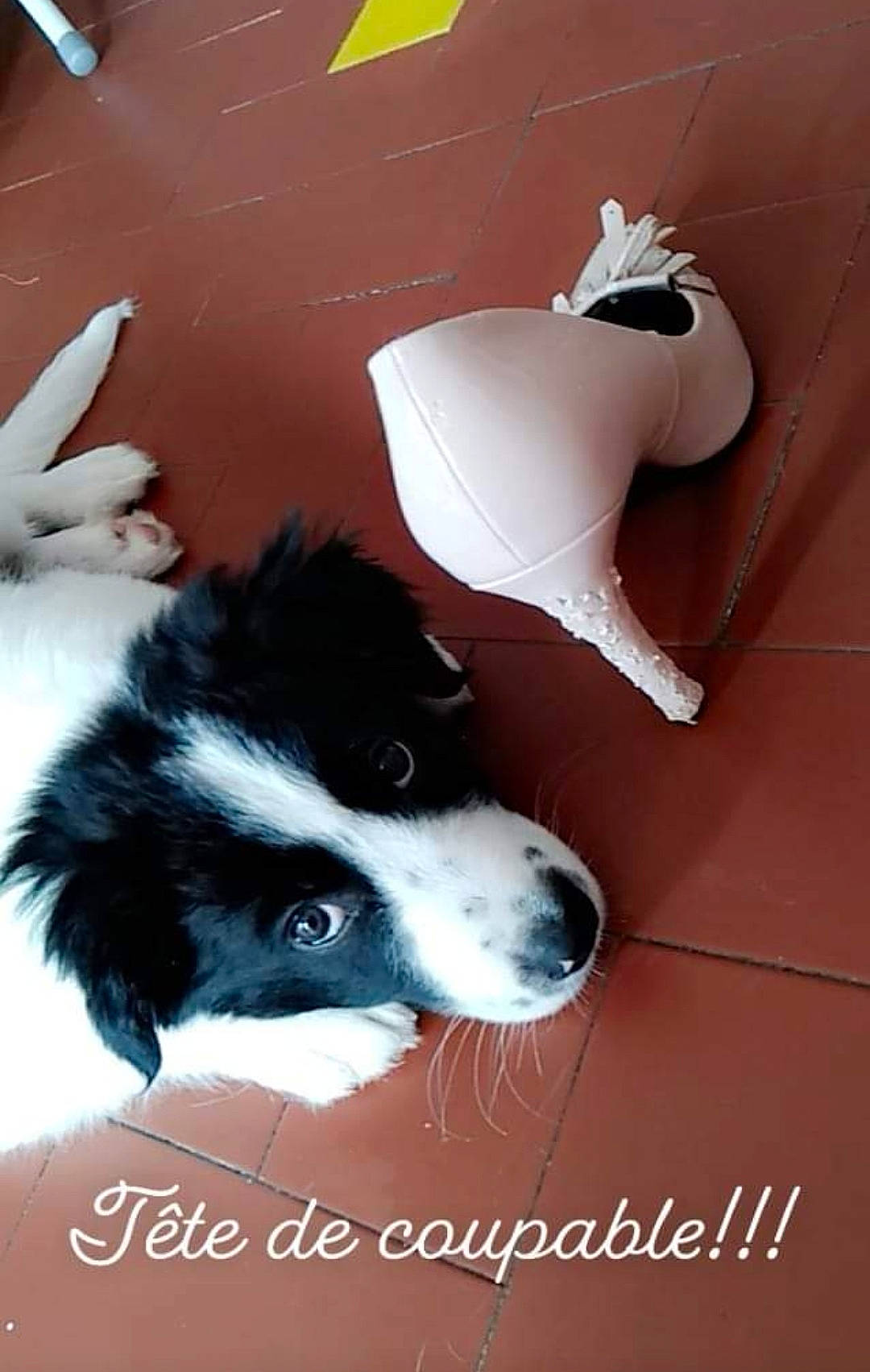 Bailey participe au concours pour gagner de l'argent avec cette photo : border_collie, canidae, carmine, carnivore, companion_dog, dog, dog_breed, flooring, fur, herding_dog, human_leg, mammal, paw, photo_caption, snout, sporting_group, tail, whiskers, working_animal, working_dog