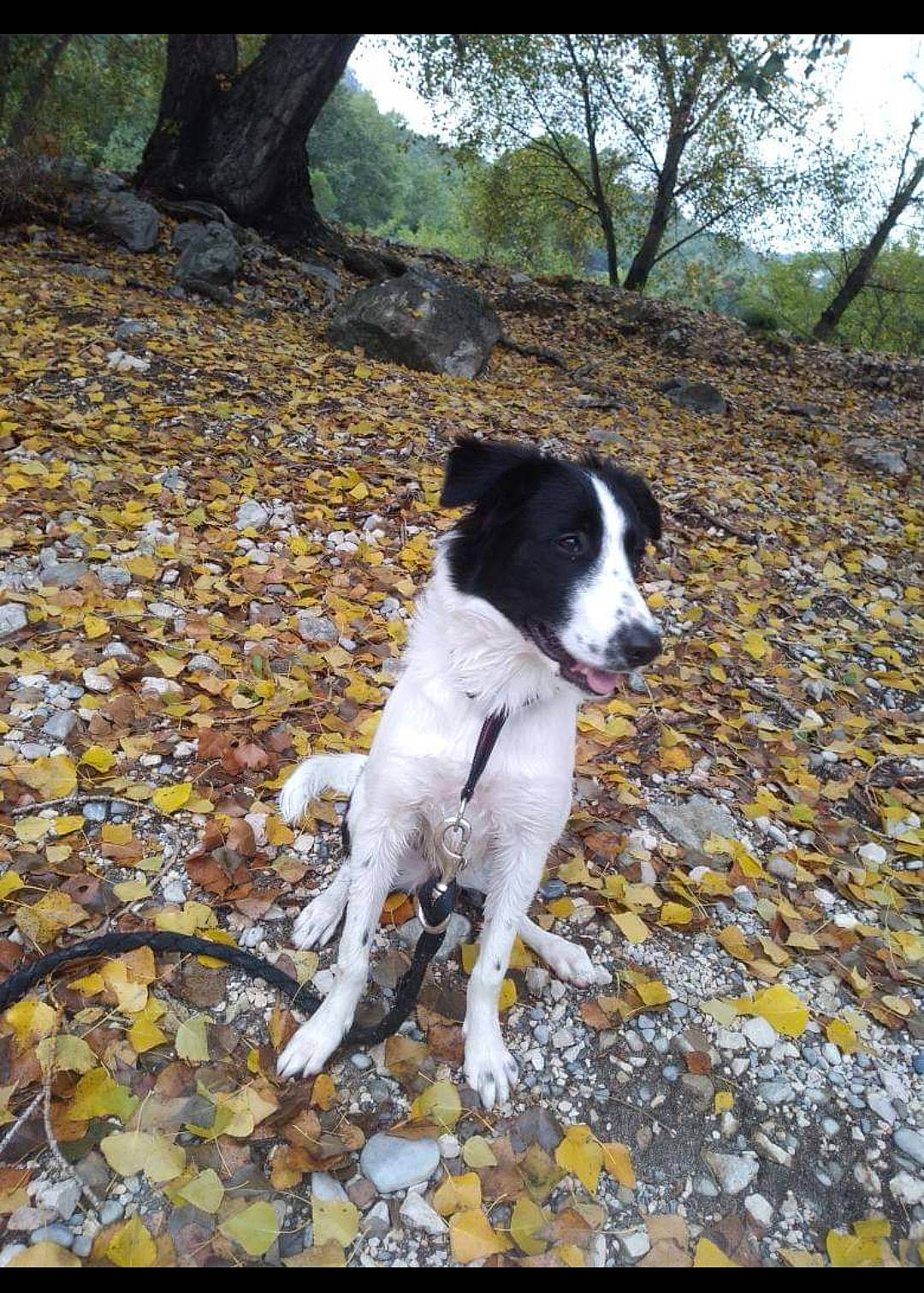 Bailey a rejoint le concours — aidez-le/la à gagner de superbes lots ! carnivore, collar, companion_dog, dog, dog_breed, dog_collar, grass, hunting_dog, non_sporting_group, plant, soil, sporting_group, tail, terrier, tree, working_dog