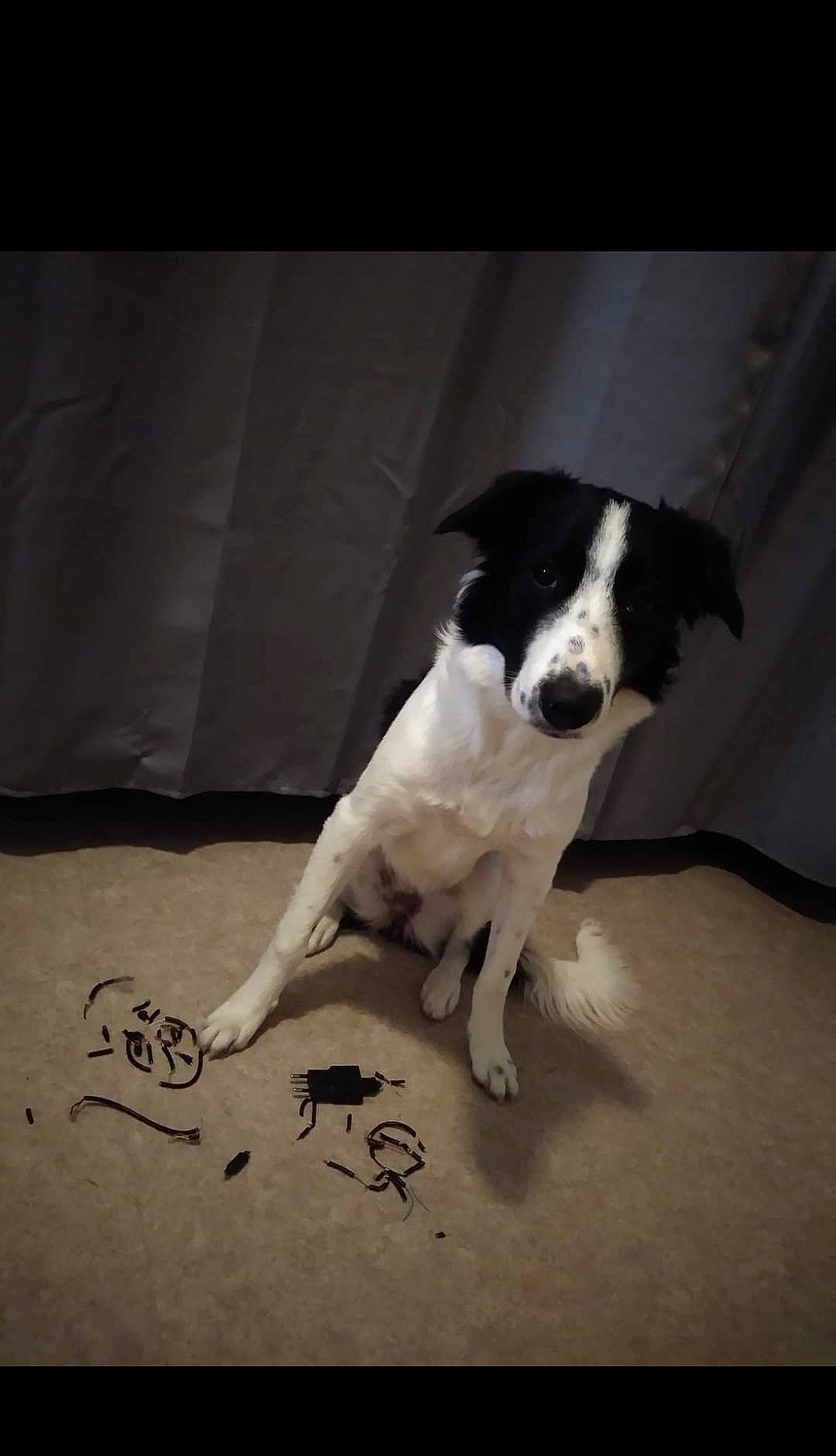 Bailey a rejoint le concours — aidez-le/la à gagner de superbes lots ! border_collie, carnivore, companion_dog, dog, dog_breed, floor, flooring, non_sporting_group, paw, puppy, tail, terrestrial_animal, tints_and_shades, whiskers, working_animal, working_dog