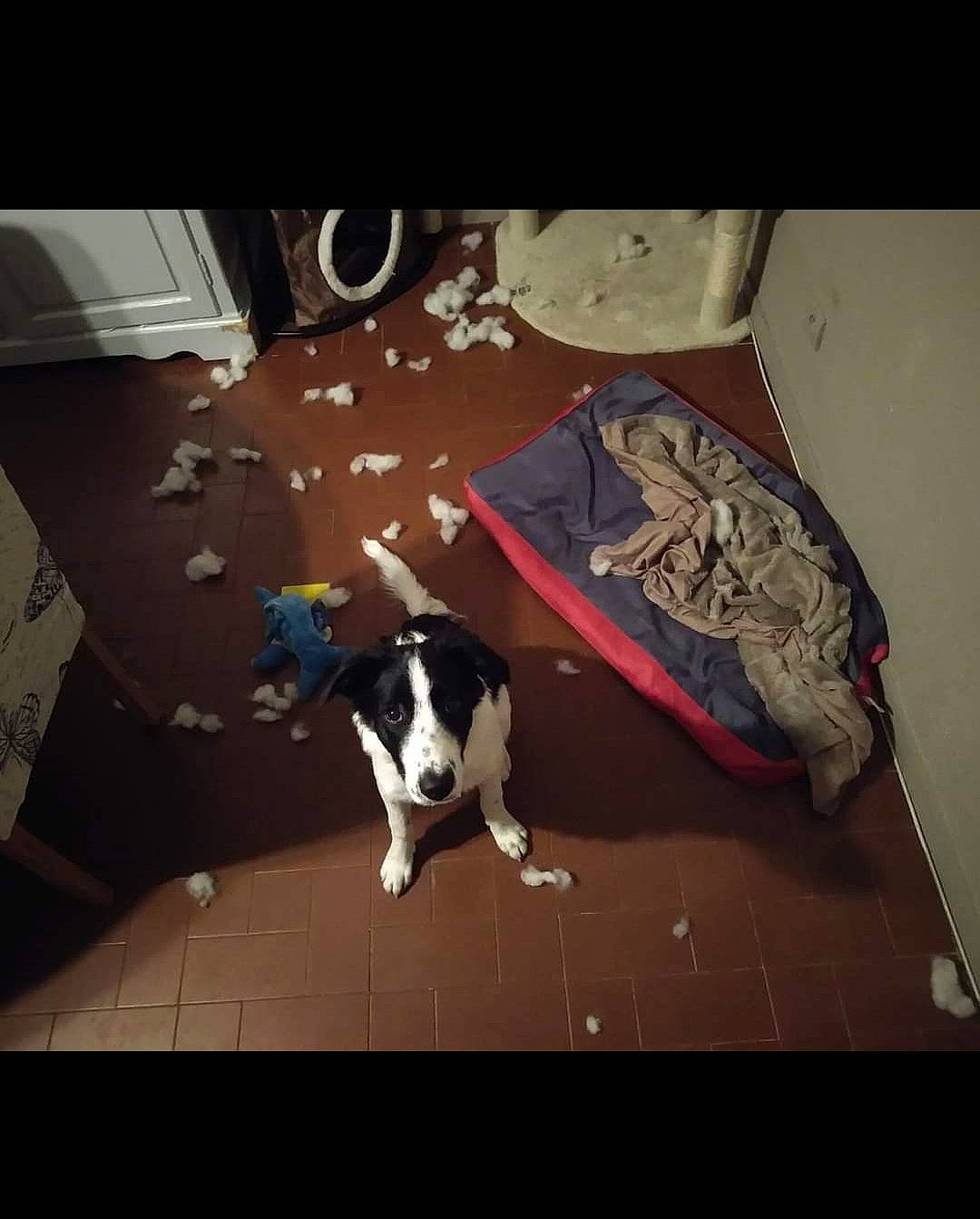 Bailey a rejoint le concours — aidez-le/la à gagner de superbes lots ! art, carnivore, companion_dog, darkness, dog, dog_breed, felidae, floor, flooring, font, hardwood, lighting, mammal, rectangle, room, small_to_medium_sized_cats, space, tail, tints_and_shades, wood