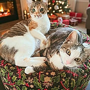 Kiara Et Yumi participe au concours pour gagner de l'argent avec cette photo : cat, cats, feline, pet, animal, indoor, holiday, christmas_tree, fireplace, cushion, green, red, white, decor, relaxing, cozy, tabby, pattern, living_room, cute