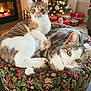 cat, cats, feline, pet, animal, indoor, holiday, christmas_tree, fireplace, cushion, green, red, white, decor, relaxing, cozy, tabby, pattern, living_room, cute