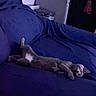 animal, blue, cat, comfortable, couch, cozy, cute, domestic, feline, furniture, home, indoor, kitten, laid_back, living_room, pet, relaxed, resting, sleeping, soft