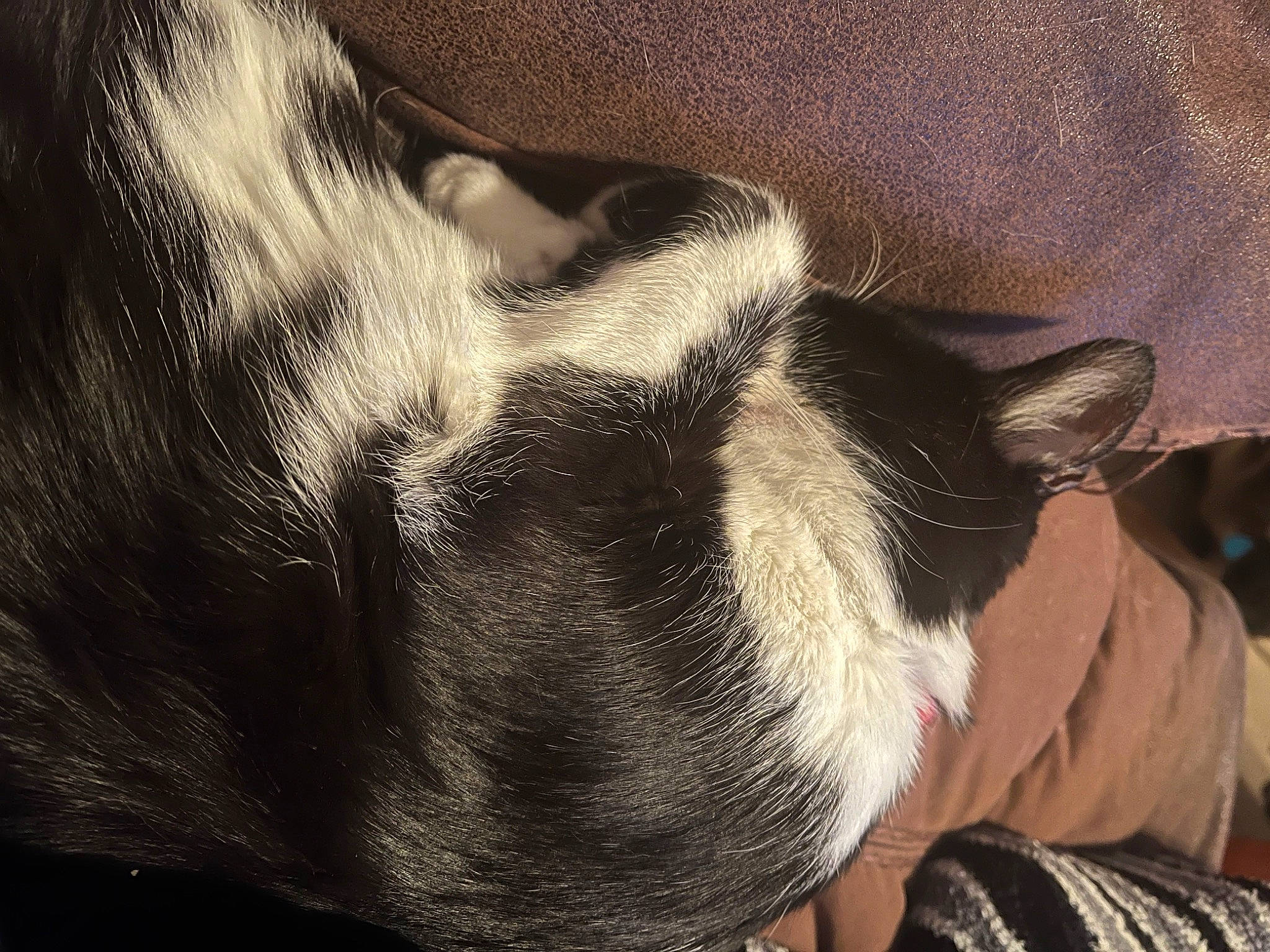 Arrow is registered to the contest to win money with this photo: canidae, carnivore, cat, claw, comfort, companion_dog, dog, dog_breed, ear, felidae, foot, fur, human_leg, paw, small_to_medium_sized_cats, sporting_group, tail, terrestrial_animal, tints_and_shades, whiskers