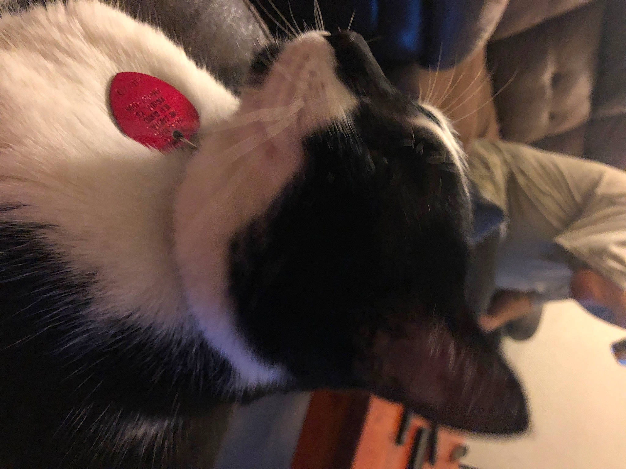 Arrow joined the competition — help win amazing prizes! canidae, carmine, carnivore, cat, claw, collar, comfort, companion_dog, dog_breed, domestic_short_haired_cat, ear, fawn, felidae, fur, nap, paw, rodent, small_to_medium_sized_cats, tail, whiskers