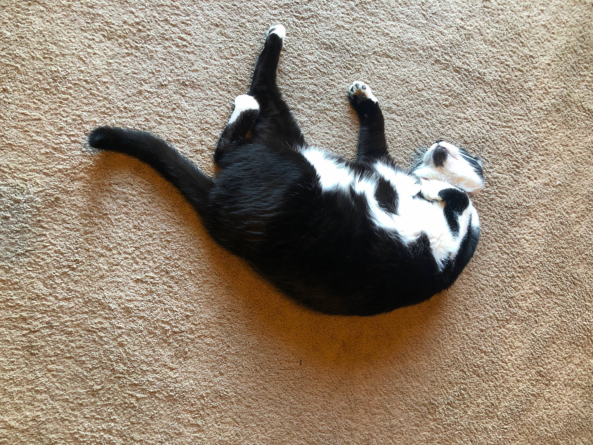 Arrow joined the competition — help win amazing prizes! brown, canidae, carnivore, cat, companion_dog, dog_breed, fawn, felidae, flooring, fur, hardwood, paw, shadow, small_to_medium_sized_cats, snout, sporting_group, tail, terrestrial_animal, whiskers, wood