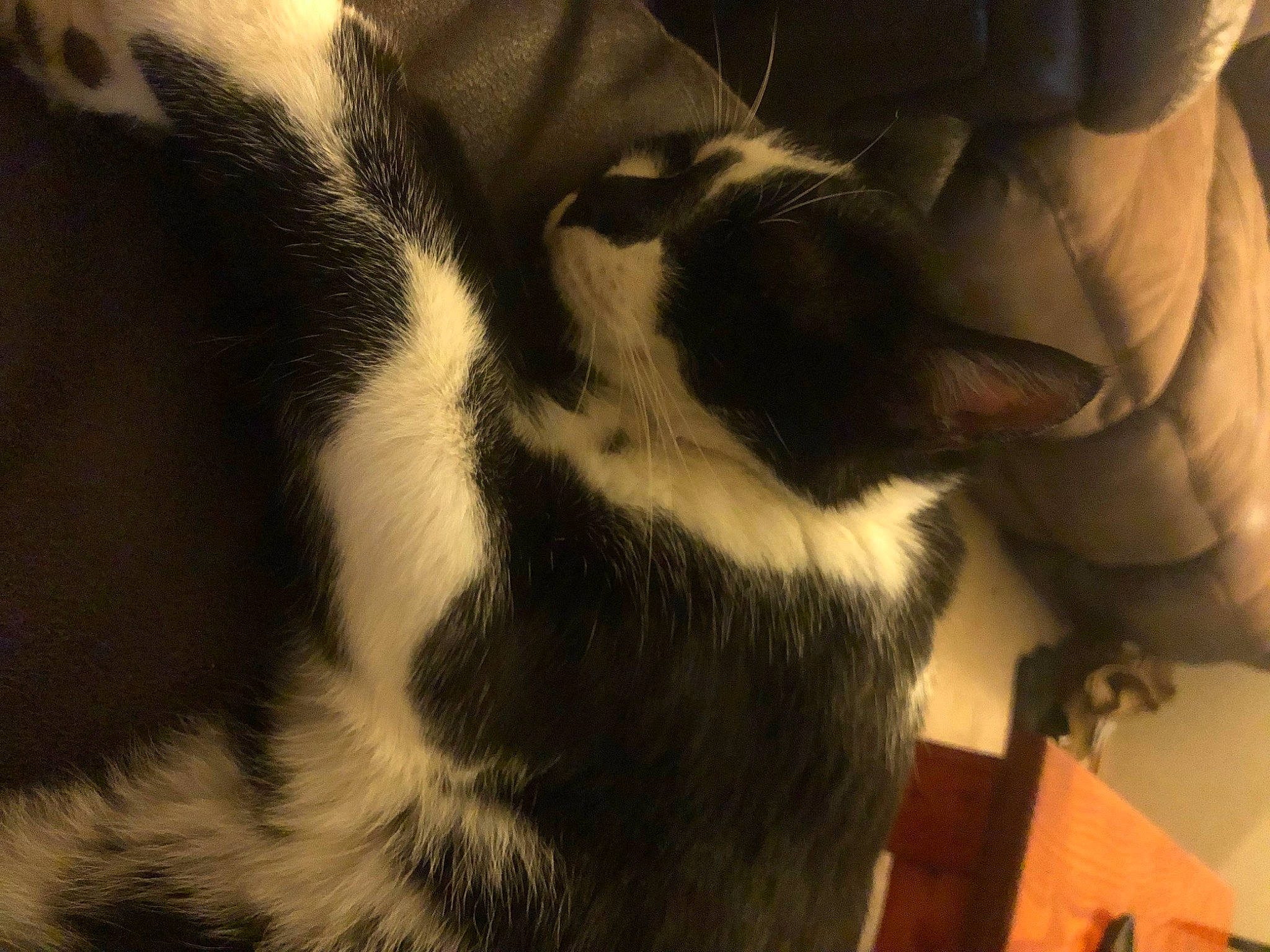 Arrow is registered to the contest to win money with this photo: canidae, carnivore, cat, claw, comfort, companion_dog, dog_breed, domestic_short_haired_cat, felidae, fur, human_leg, paw, sky, small_to_medium_sized_cats, snout, sporting_group, tail, terrestrial_animal, whiskers, wildlife