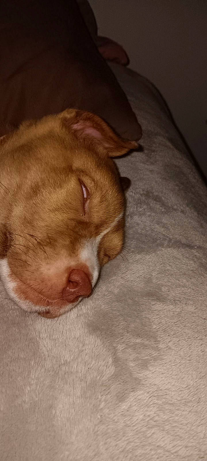 Dixie Lynn joined the competition — help win amazing prizes! brown, canidae, carnivore, comfort, companion_dog, dog, dog_breed, fur, hardwood, linens, liver, sporting_group, terrestrial_animal, whiskers, wood, working_animal