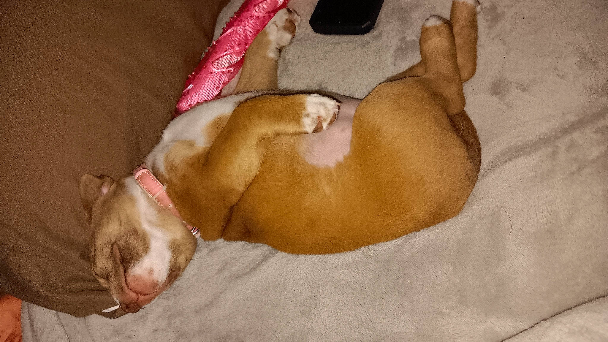 Dixie Lynn is registered to the contest to win money with this photo: abdomen, canidae, carnivore, comfort, companion_dog, dog, dog_breed, dog_supply, fawn, human_leg, linens, liver, nap, pet_supply, sleep, snout, sporting_group, thigh, working_animal, wrist