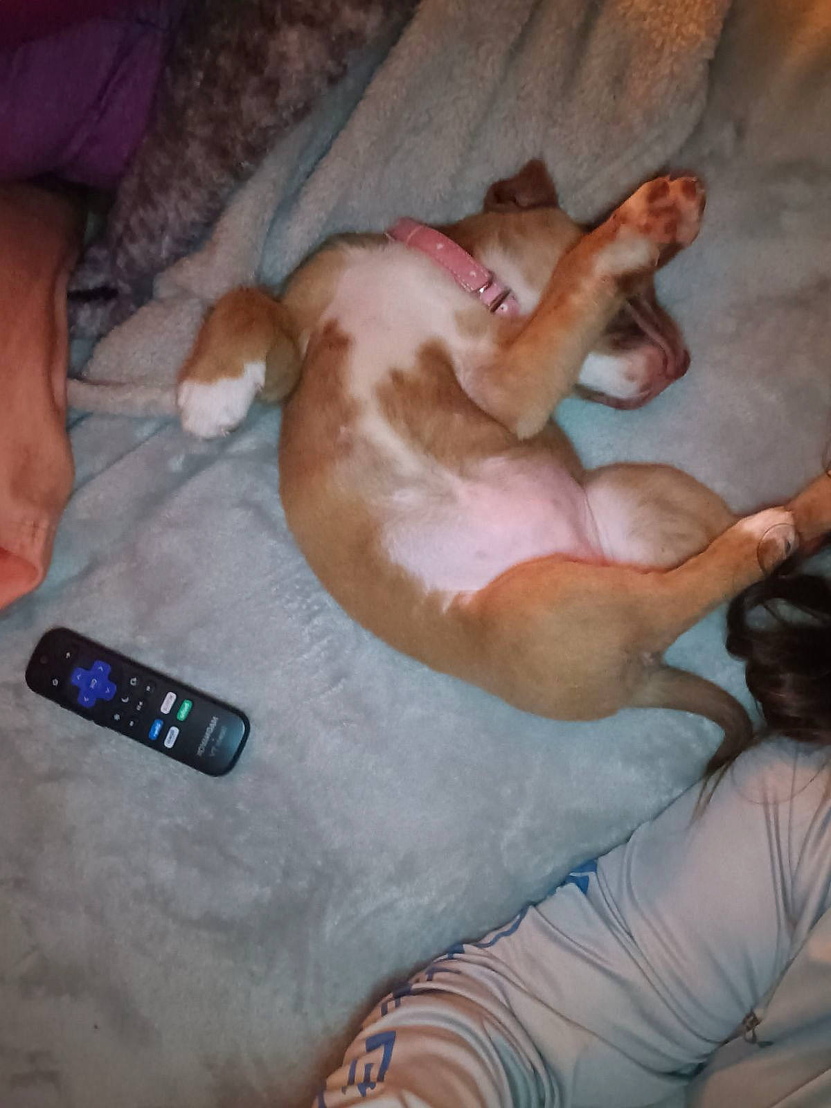 Dixie Lynn joined the competition — help win amazing prizes! barechested, carnivore, chest, comfort, communication_device, companion_dog, dog, dog_breed, elbow, fawn, linens, mobile_phone, portable_communications_device, snout, sporting_group, thigh, toy_dog, trunk, working_animal, wrist