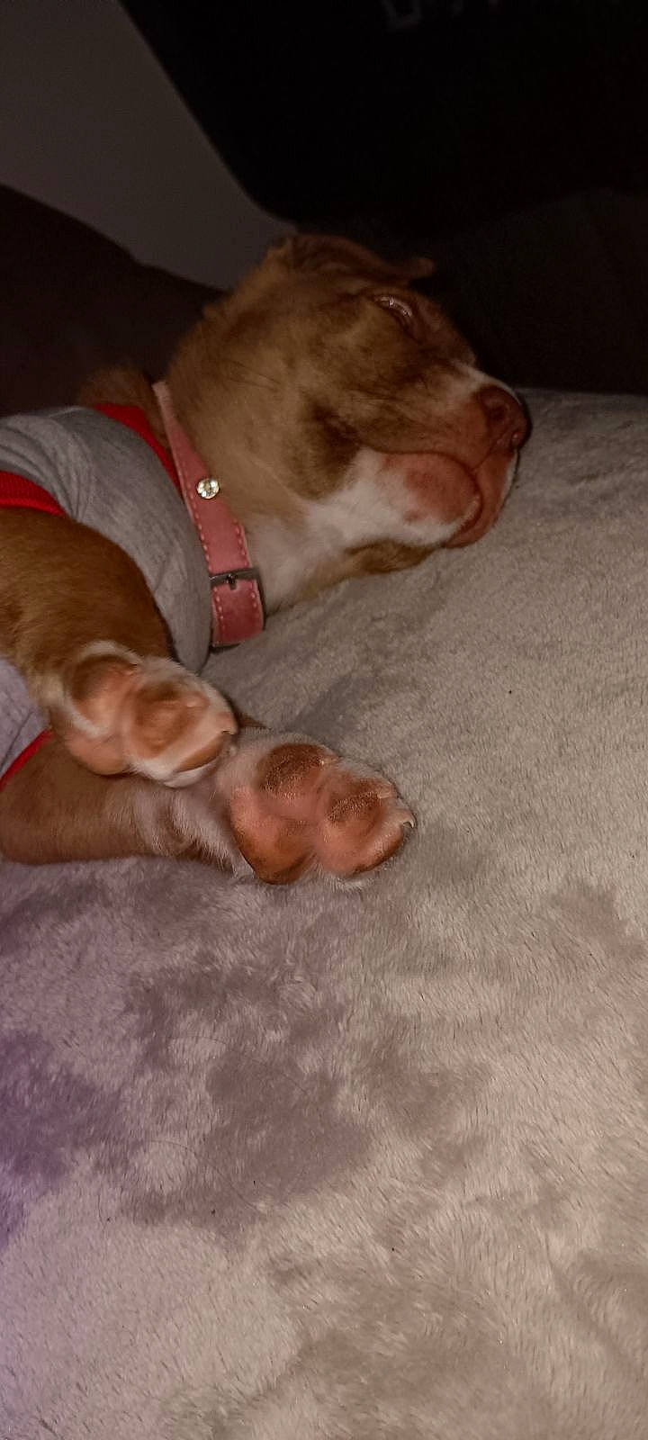 Dixie Lynn joined the competition — help win amazing prizes! canidae, carnivore, collar, comfort, companion_dog, dog, dog_breed, dog_collar, dog_supply, ear, fawn, fur, liver, paw, pet_supply, snout, sporting_group, tail, working_animal, wrinkle