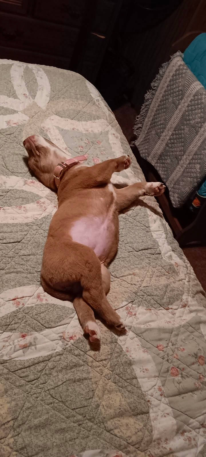 Dixie Lynn is registered to the contest to win money with this photo: art, barechested, canidae, carnivore, chair, chest, comfort, companion_dog, dog, dog_breed, fawn, flesh, flooring, human_leg, liver, snout, sporting_group, wood, working_animal, wrinkle