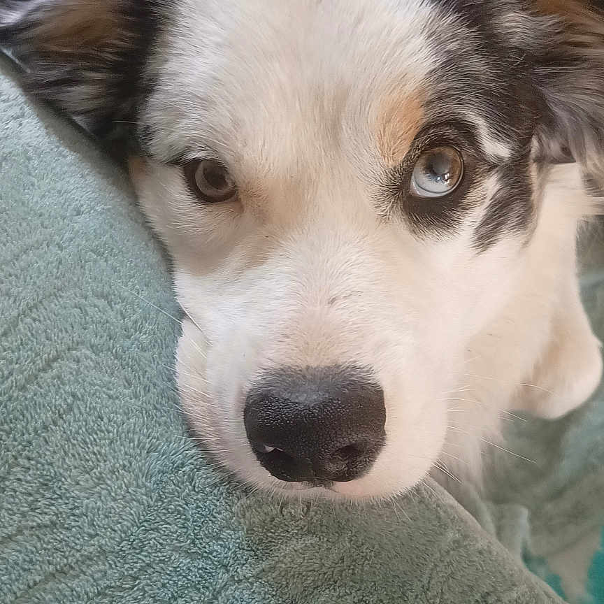 éclipse participe au concours pour gagner de l'argent avec cette photo : animal, blue_eye, brown_eye, canine, close_up, companion, cute, dog, fur, heterochromia, indoor, laying, nose, pet, portrait, relaxed, resting, soft, texture, towel