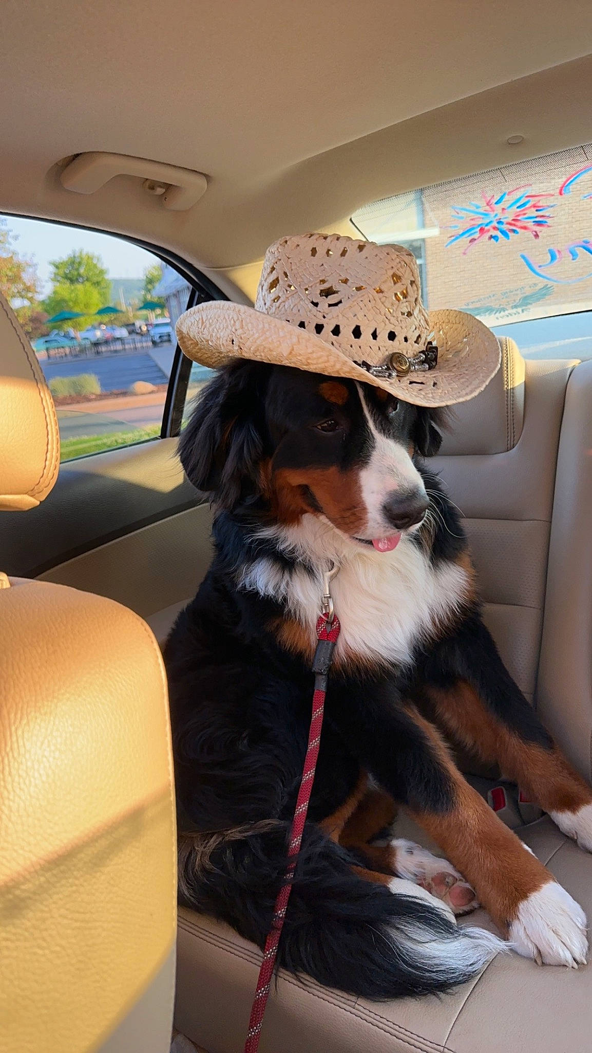 Bruno is registered to the contest to win money with this photo: car, car_seat, car_seat_cover, carnivore, collar, companion_dog, dog, dog_breed, dog_collar, dog_supply, fashion_accessory, fedora, hat, leash, seat_belt, vehicle, vehicle_door, whiskers, window, working_animal