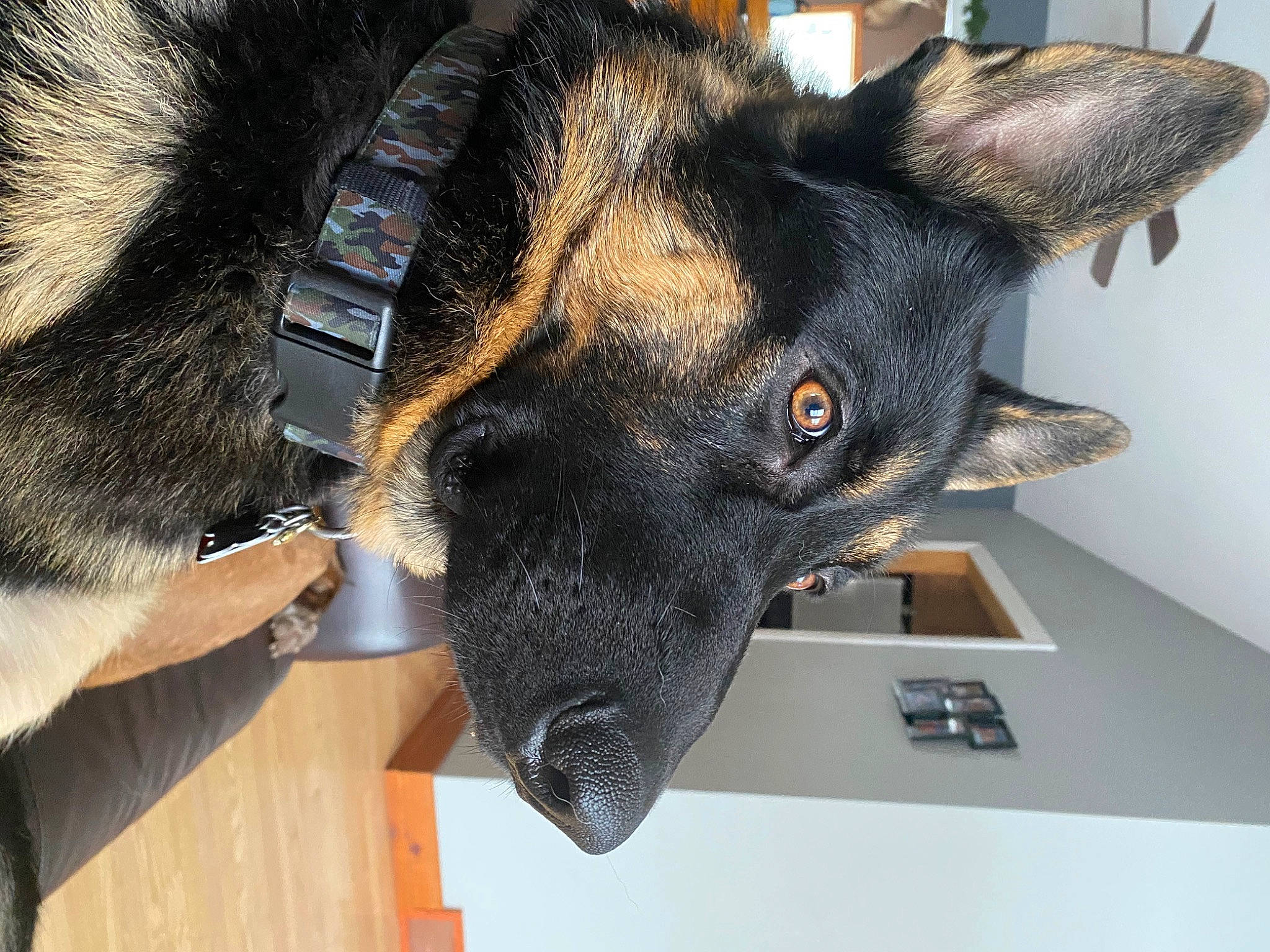 Grizzlee Bear Cash is registered to the contest to win money with this photo: canidae, carnivore, collar, companion_dog, dog, dog_breed, ear, fur, herding_dog, mammal, snout, sporting_group, vertebrate, whiskers, working_animal, working_dog