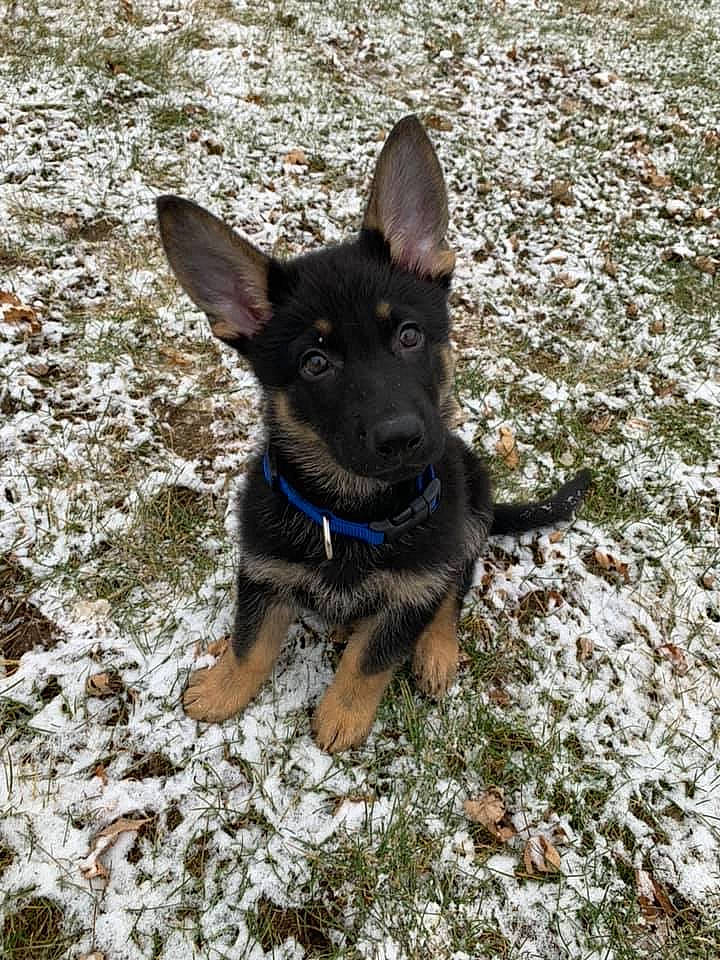 Grizzlee Bear Cash joined the competition — help win amazing prizes! canidae, carnivore, dog, dog_breed, dog_supply, electric_blue, german_shepherd_dog, herding_dog, king_shepherd, snow, sporting_group, working_animal, working_dog