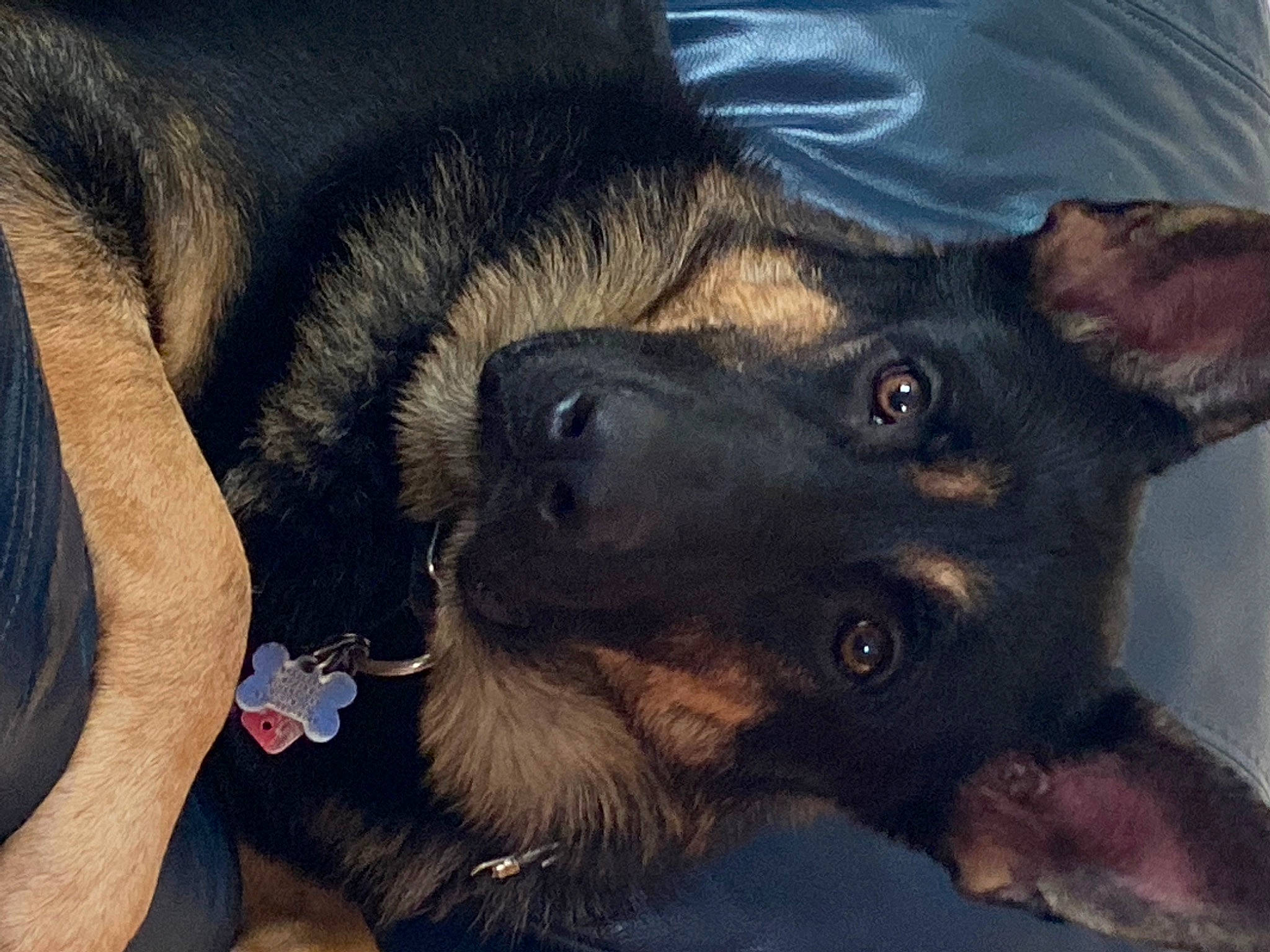 Grizzlee Bear Cash joined the competition — help win amazing prizes! canidae, carnivore, companion_dog, dog, dog_breed, ear, east_european_shepherd, electric_blue, fur, german_shepherd_dog, guard_dog, jaw, king_shepherd, old_german_shepherd_dog, paw, snout, sporting_group, whiskers, working_animal, working_dog