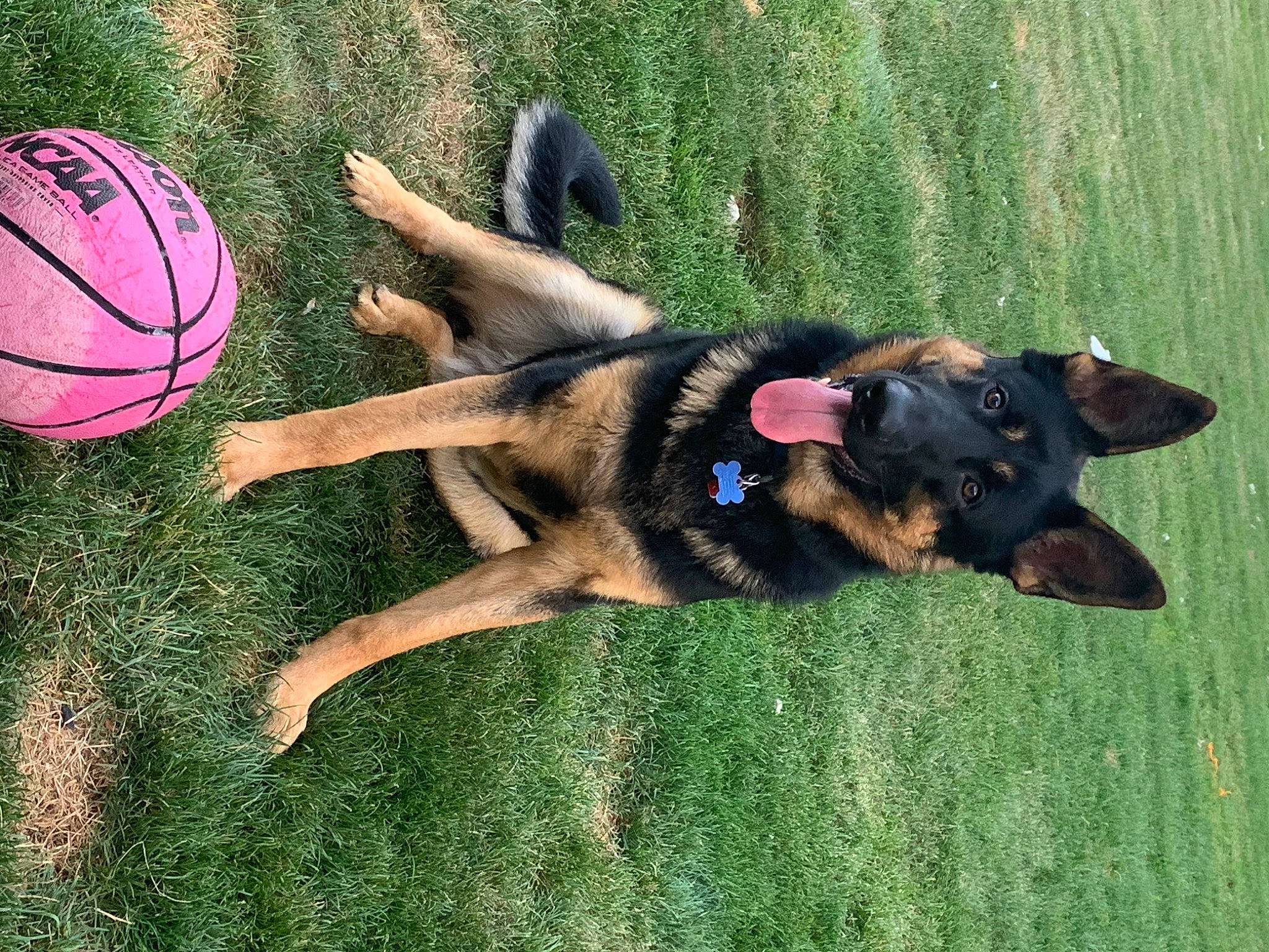 Grizzlee Bear Cash joined the competition — help win amazing prizes! ball, canidae, carnivore, collar, companion_dog, dog, dog_breed, dog_supply, fawn, football, german_shepherd_dog, grass, green, king_shepherd, old_german_shepherd_dog, pet_supply, playing_sports, sporting_group, sports_equipment, sports_toy