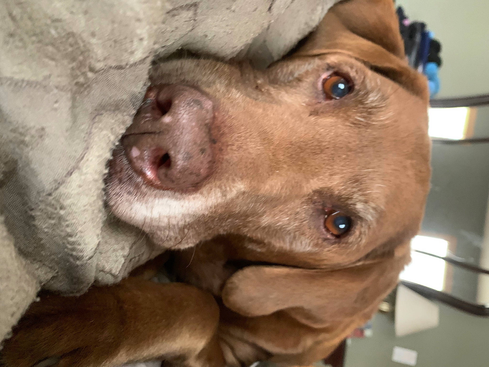 Remington joined the competition — help win amazing prizes! animal_shelter, canidae, carnivore, collar, companion_dog, dog, dog_breed, ear, fawn, fur, guard_dog, gun_dog, jaw, liver, non_sporting_group, pet_supply, snout, sporting_group, whiskers, working_animal