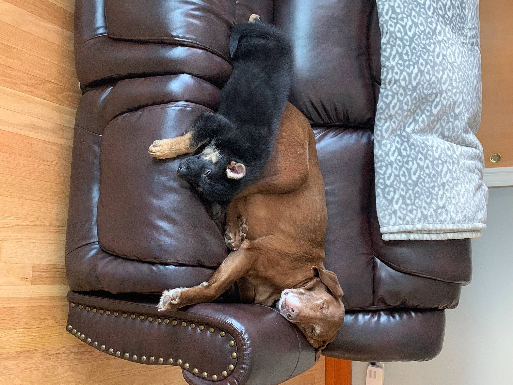 Remington is registered to the contest to win money with this photo: armrest, brown, carnivore, chair, comfort, companion_dog, couch, dog, dog_breed, fawn, felidae, flooring, foot, fur, furniture, hardwood, human_leg, liver, sitting, sporting_group