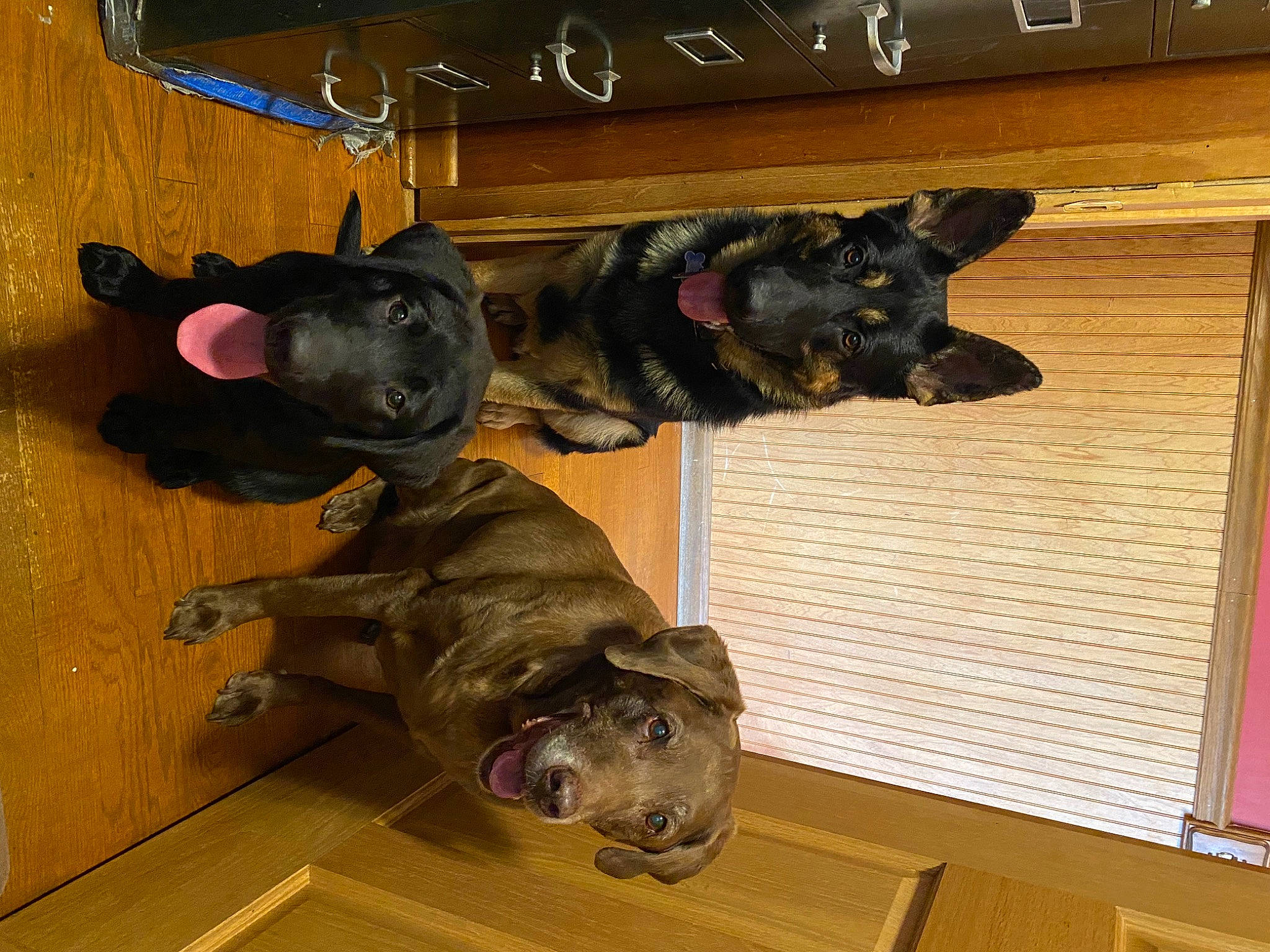 Remington joined the competition — help win amazing prizes! art, canidae, carnivore, companion_dog, dog, dog_breed, fawn, flooring, fur, guard_dog, hardwood, mammal, snout, sporting_group, tail, terrestrial_animal, vertebrate, window, wood, working_animal