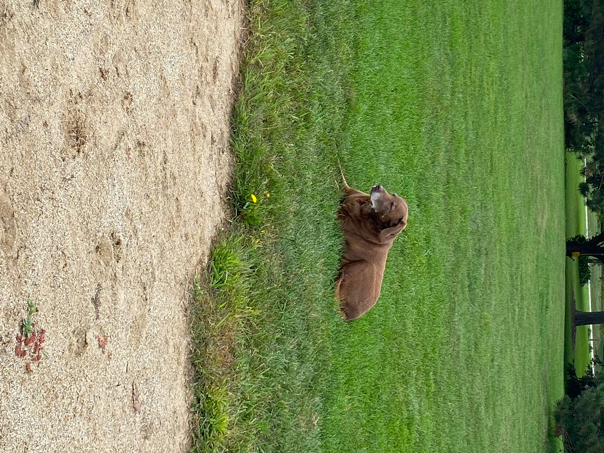 Remington joined the competition — help win amazing prizes! felidae, field, grass, grass_family, grassland, groundcover, landscape, parasite, pasture, plant, rodent, soil, squirrel, tail, terrestrial_animal, tree, trunk, vegetation, wildlife, wood