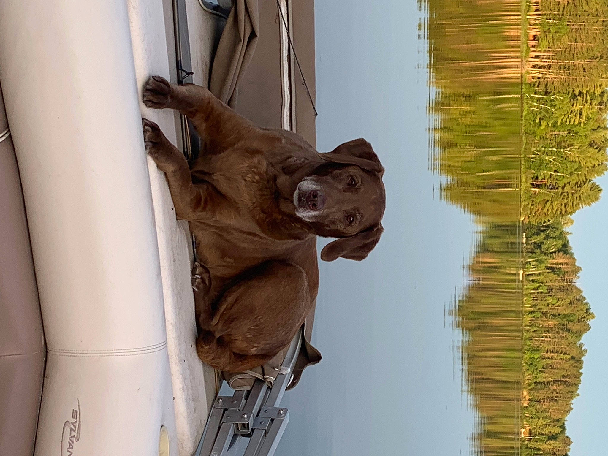 Remington joined the competition — help win amazing prizes! arecales, art, artifact, carving, gargoyle, metal, monument, palm_tree, plant, plant_stem, sculpture, sky, statue, tree, trunk, water, wood